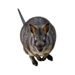 Nail-tailed wallaby