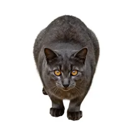 Native cat