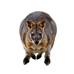 Pademelon