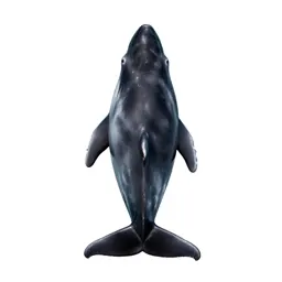 Pilot whale