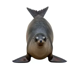 Pinniped mammal