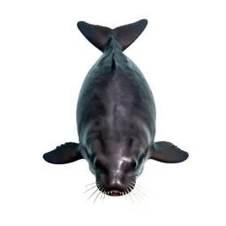 Porpoise