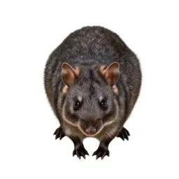 Potoroo