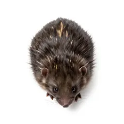 Pouched mole