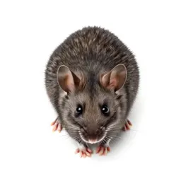 Pouched mouse