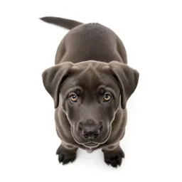 Puppy