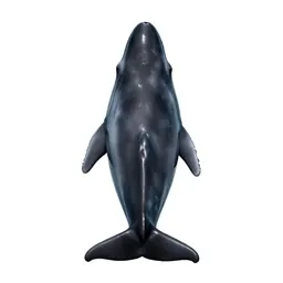 Pygmy sperm whale