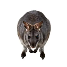 Rat kangaroo