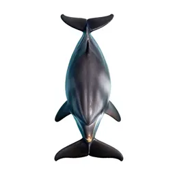 River dolphin