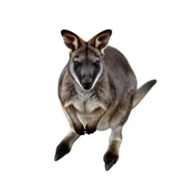 Rock wallaby