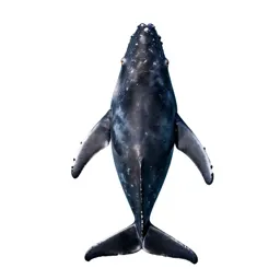 Rorqual