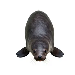 Sea cow