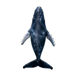 Sei whale