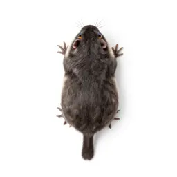 Short-tailed shrew