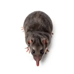 Shrew mole