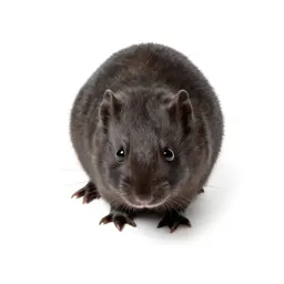 Shrew