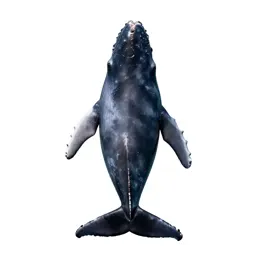 Sperm whale