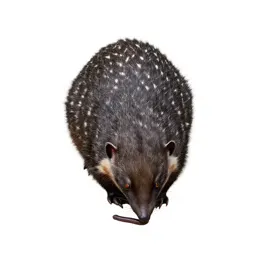 Tailless tenrec