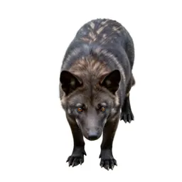 Thylacine