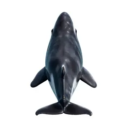 Toothed whale