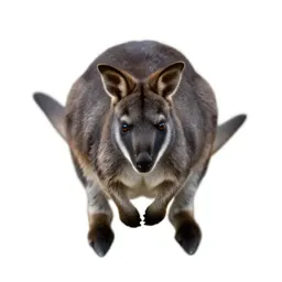 Tree wallaby