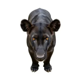 Tusker