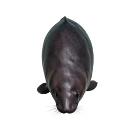 Vaquita