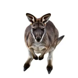 Wallaby