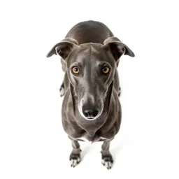 Whippet