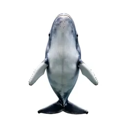 White whale