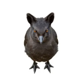 Yearling