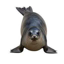 Earless seal
