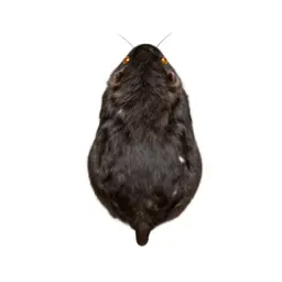 Insectivore