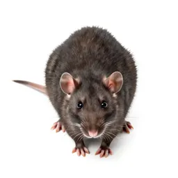 Opossum rat