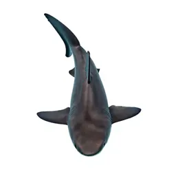 Basking shark