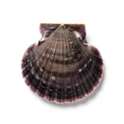 Bay scallop