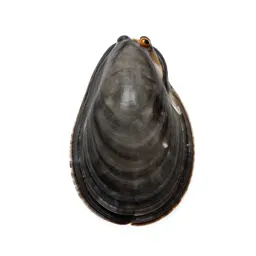 Bivalve