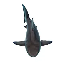Blacktip shark