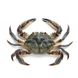 Blue crab