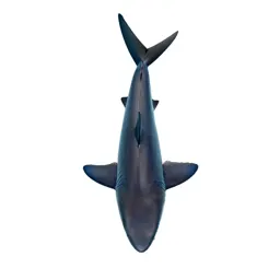 Blue shark