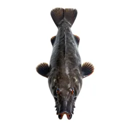 Boarfish
