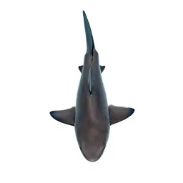 Bonito shark