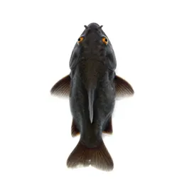 Bottom-feeder