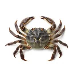 Brachyuran