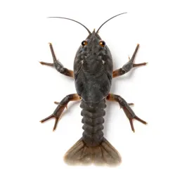 Branchiopod crustacean
