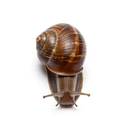 Brown snail