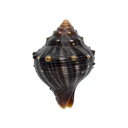 Bubble shell