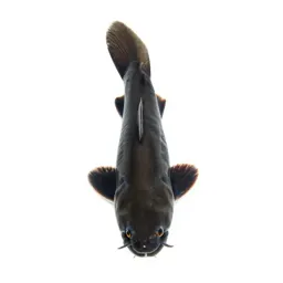 Buffalo fish