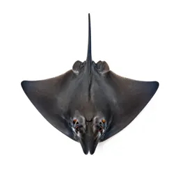 Butterfly ray