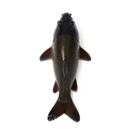 Carp